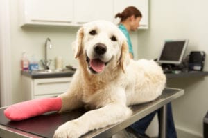 Texas Specialty Veterinary Services