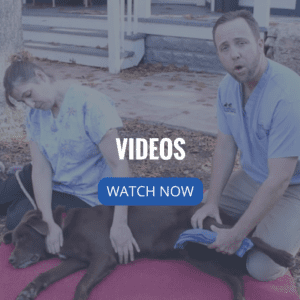 Texas Specialty Veterinary Services Videos